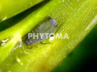 Rhopalosiphum maidis